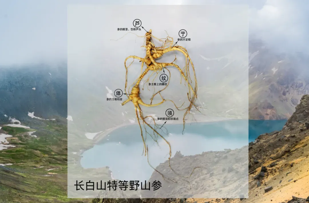 濒危野山参获科技守护！安然植物干细胞技术产出16倍皂苷、15万倍Rg3