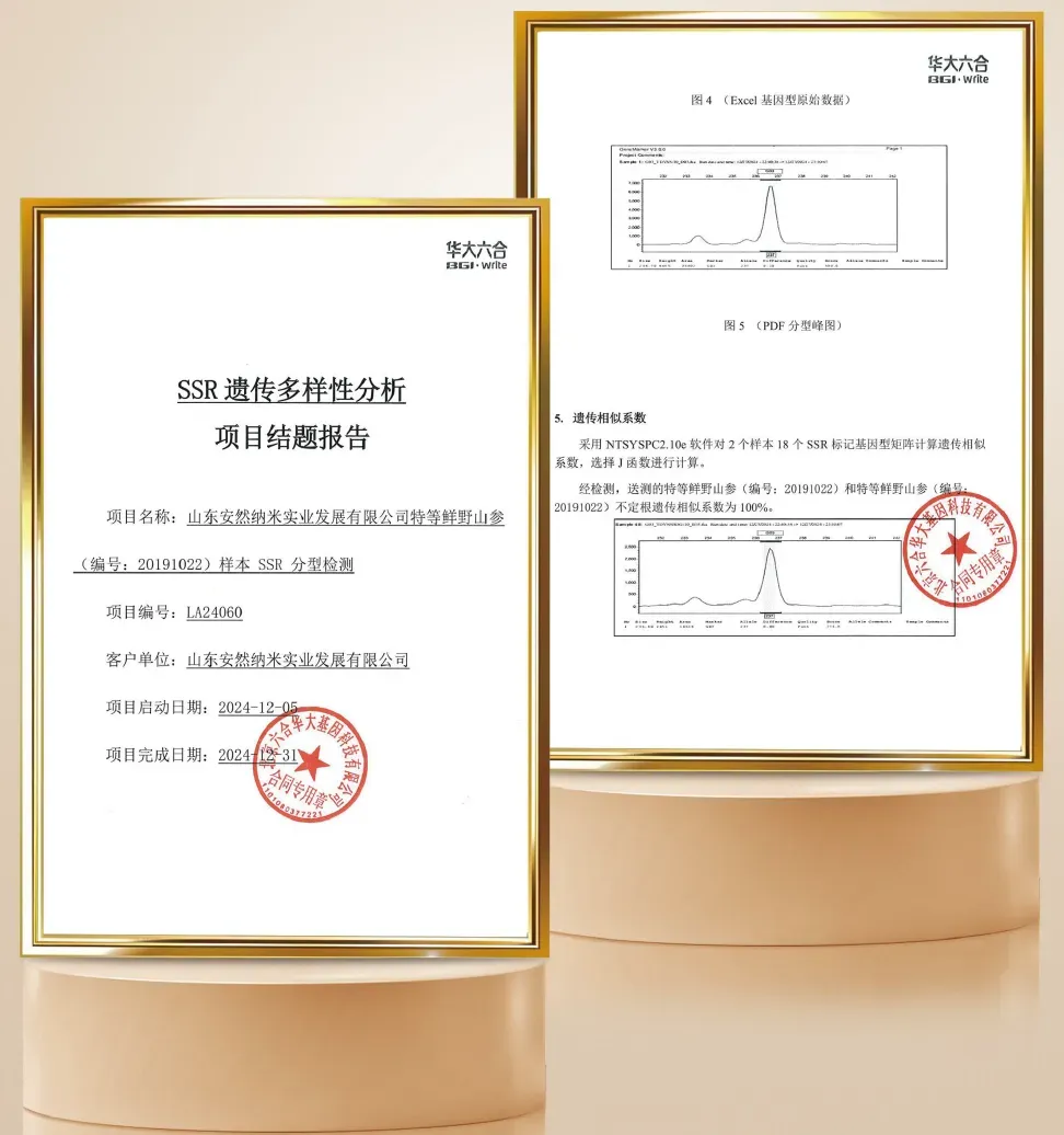濒危野山参获科技守护！安然植物干细胞技术产出16倍皂苷、15万倍Rg3