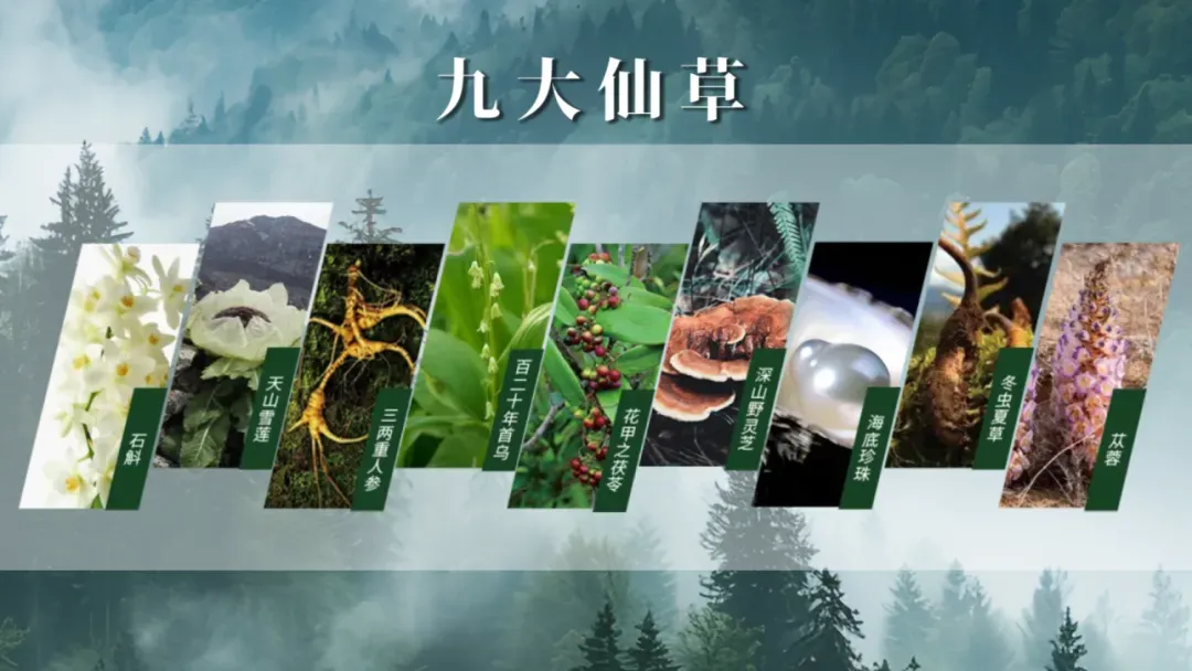濒危野山参获科技守护！安然植物干细胞技术产出16倍皂苷、15万倍Rg3