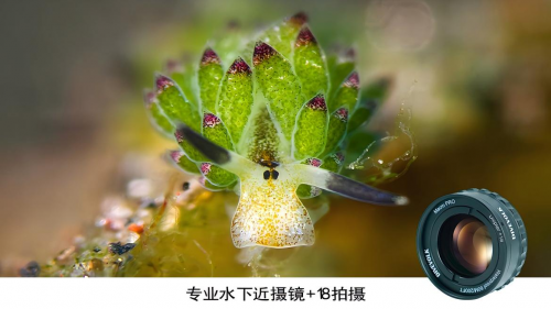 DIVEVOLK推出专业水下微距镜+18：重新定义智能手机水下显微摄影边界